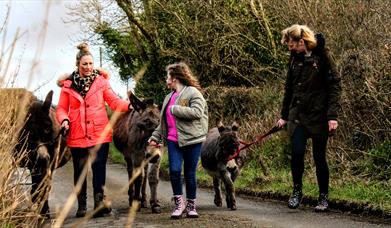 three donkeys and trekkers along road