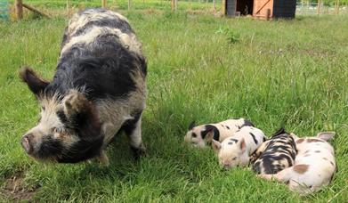 Sow with 4 baby piglets on grass