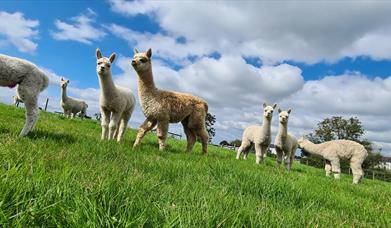 Beautiful young alpacas on green grass below a powder blue sky