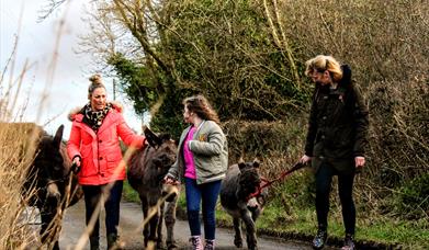 three donkeys and trekkers along road