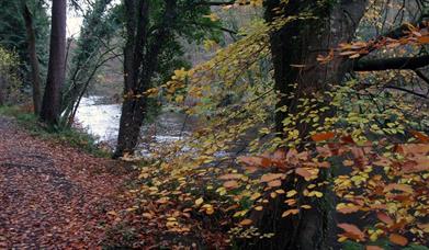 Gortnamoyagh Forest