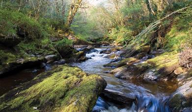 Ness and Ervey Woods Nature Reserves