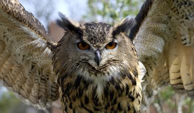 A closeup picture of an eagle owl flapping its wings.