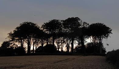 Trees with the sun setting in the background