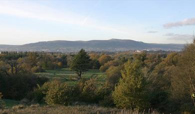 Belvoir Park Forest