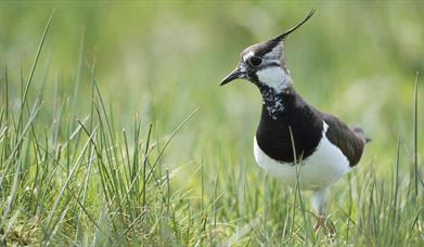 Portmore Lough Nature Reserve