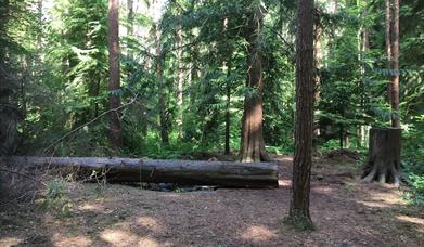 Portglenone Forest