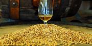 Photo of whiskey in glass set amongst a a mound of barley