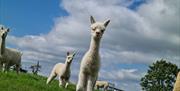 Some cria getting very noisy with some visitors
