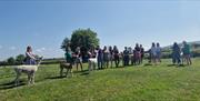 Fabulous group of guests trekking with so many alpacas in field in sunshine