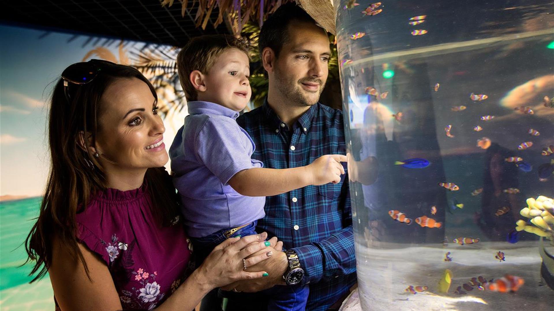 a mum, dad and toddler looking at fish in the tank
