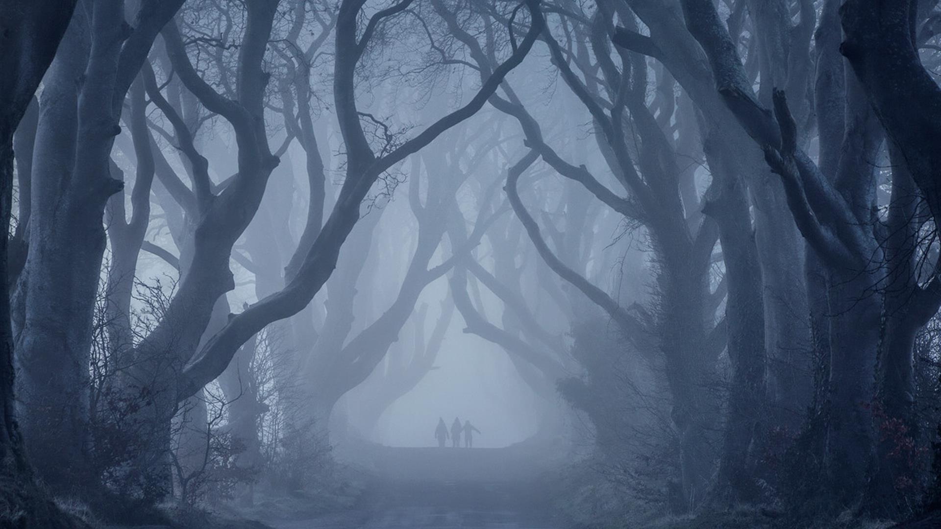 A group of three people can be seen through the mist walking between the dark hedges
