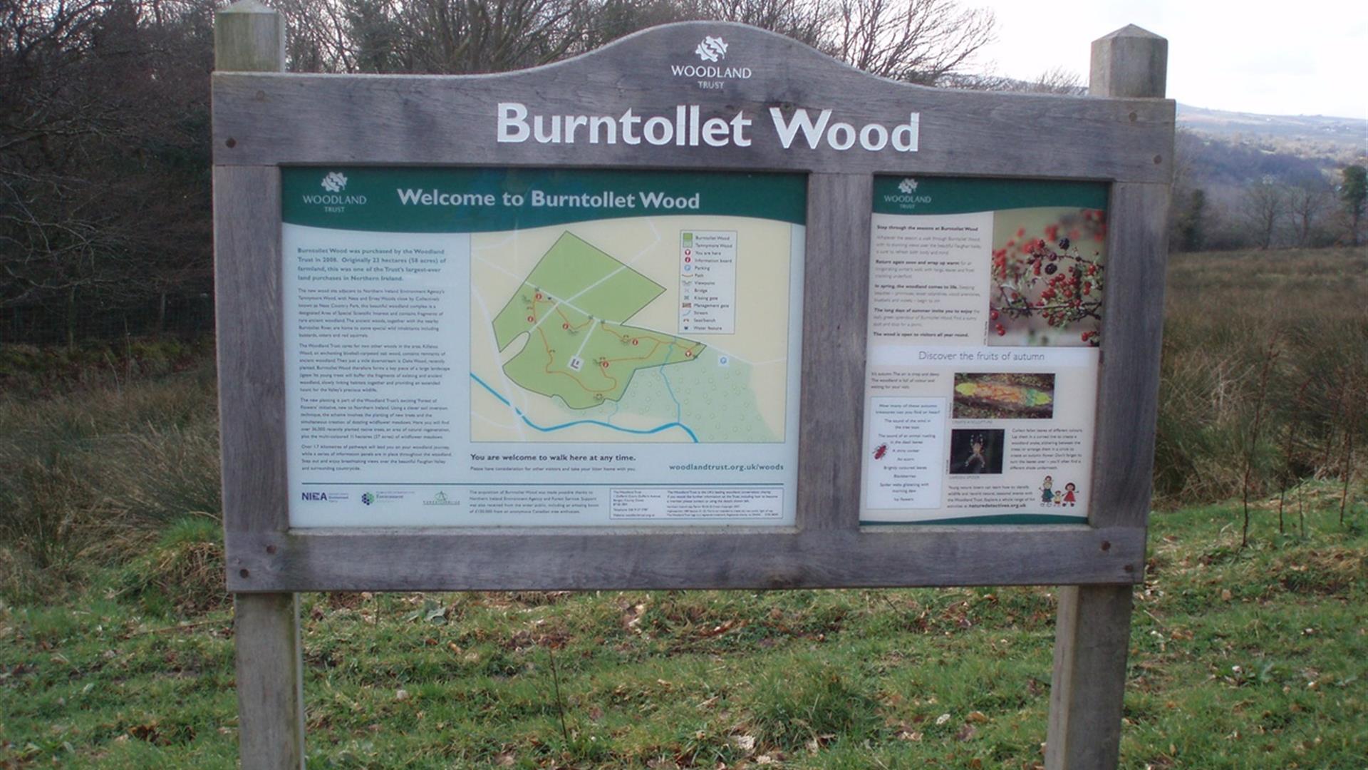 Burntollet Wood