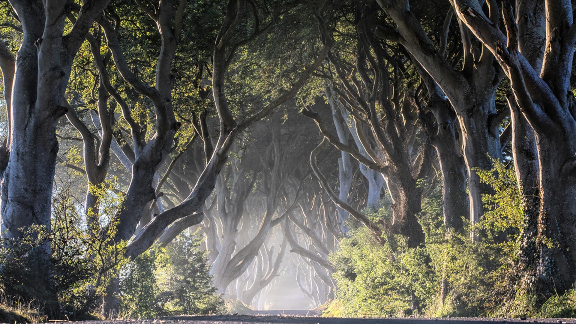 The beech trees which originally led to the Georgian mansion near to Gracehill House