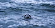 Seal at Gobbins