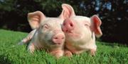 Image shows a couple of piglets on the grass