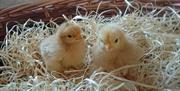 Photo of Chicks at the Ark Open Farm