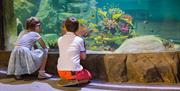 a photograph of two kids kneeling down and looking into the fish tank