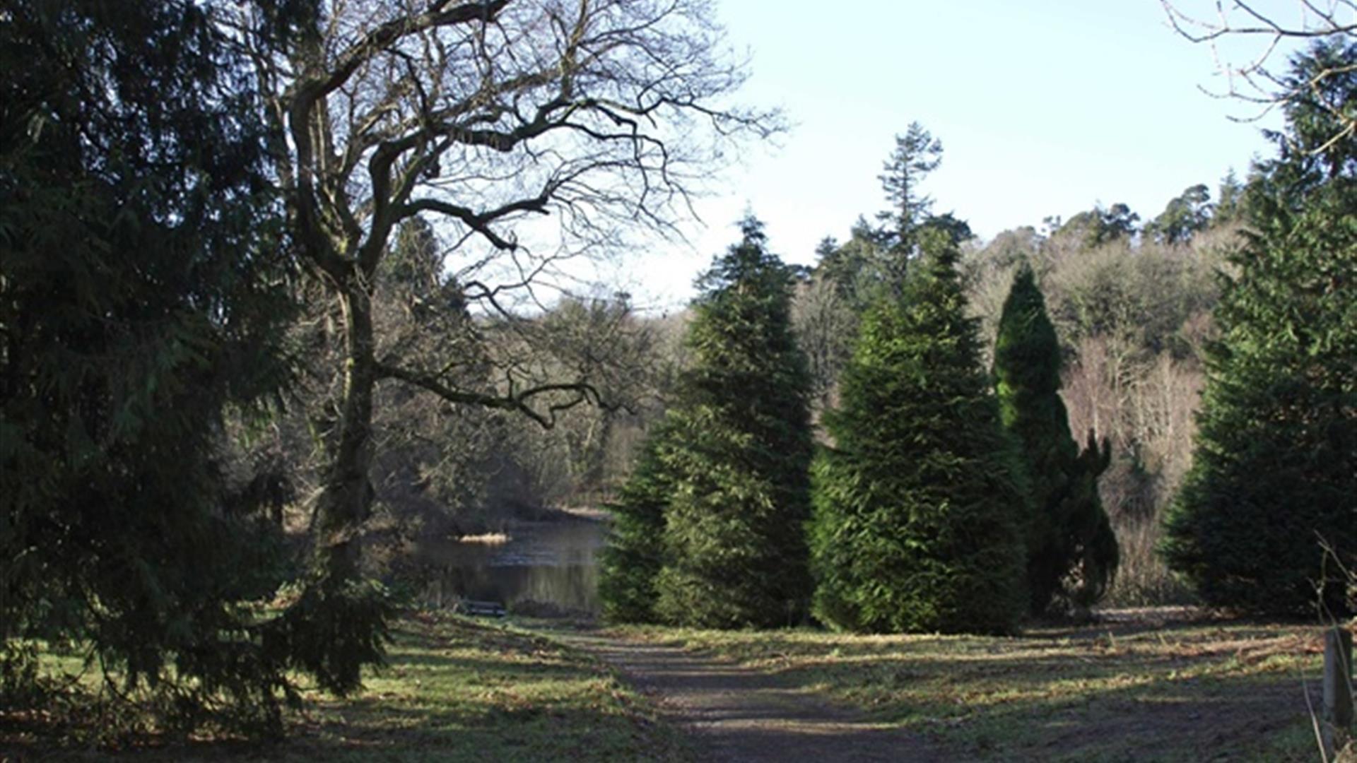 Castlewellan Forest Park, Cypress Pond Trail