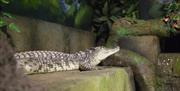 a photograph of a crocodile in the enclosure