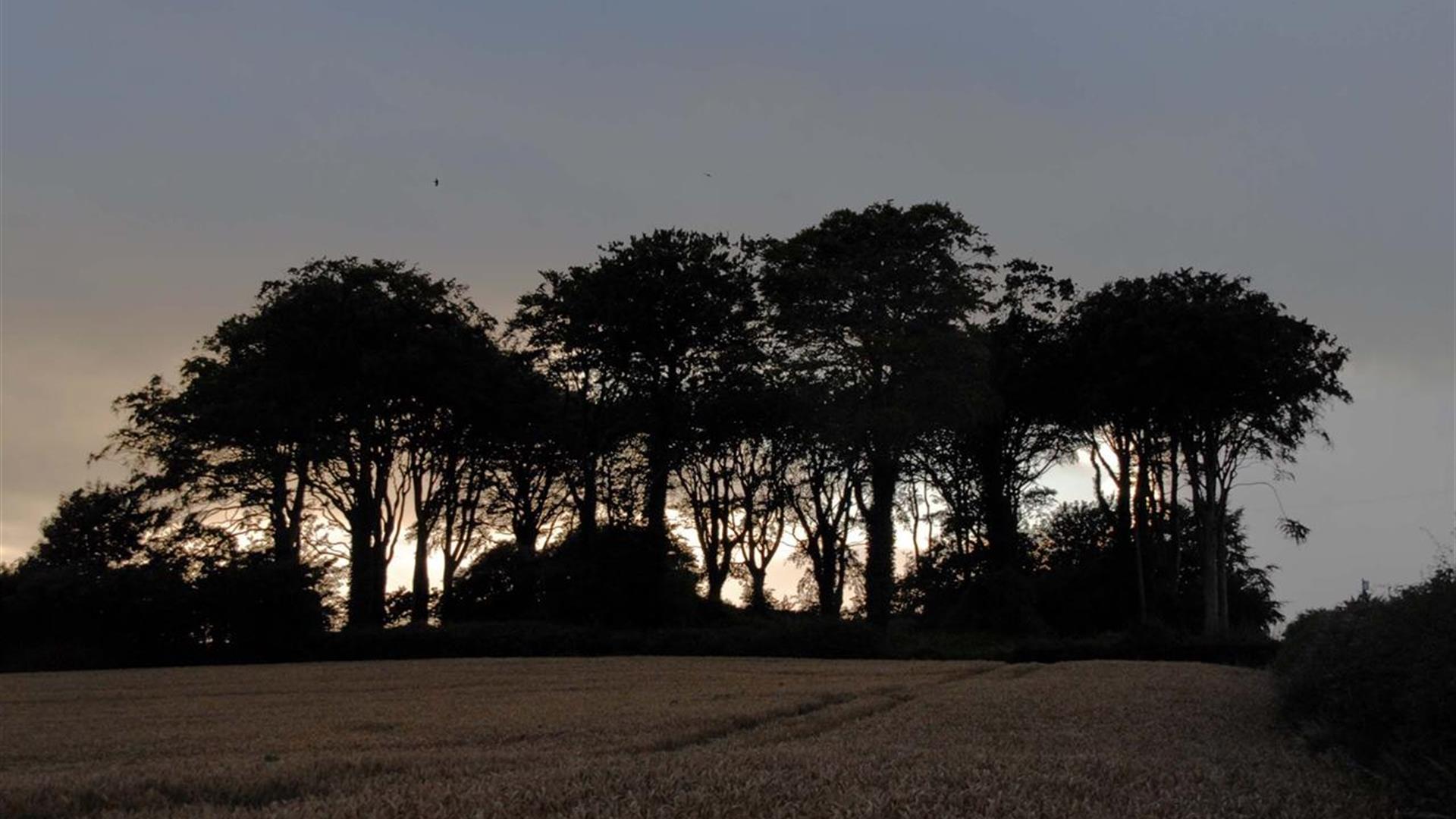 Trees with the sun setting in the background