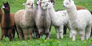 Image shows a group of different coloured alpacas in a field