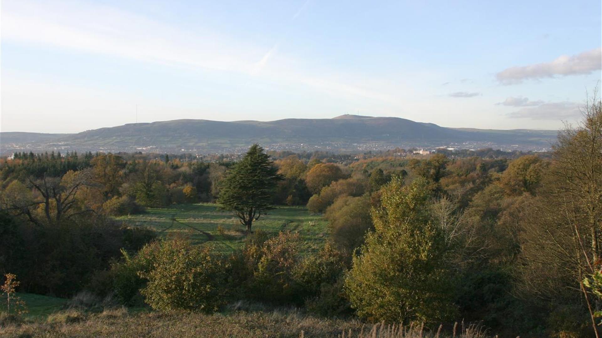 Belvoir Park Forest