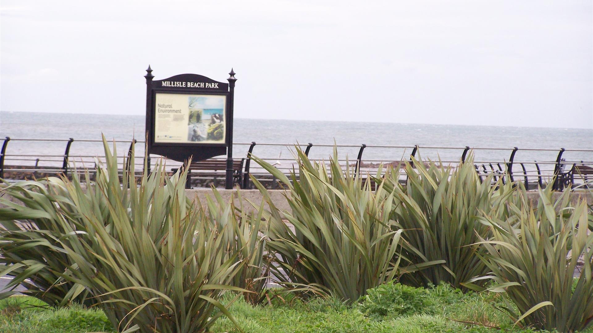 Photo of shrubs and reeds along Millisle promenade with water in the distance