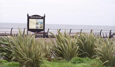 Photo of shrubs and reeds along Millisle promenade with water in the distance