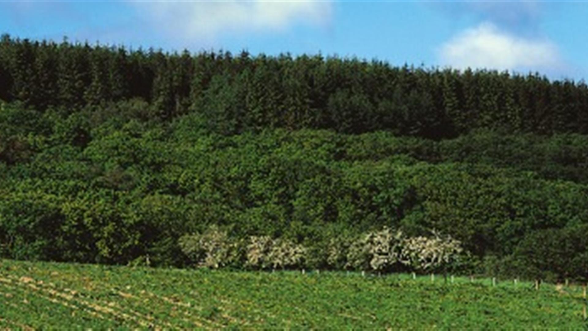 Altarichard Forest