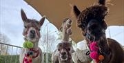 Four Alpacas in enclosure looking at camera