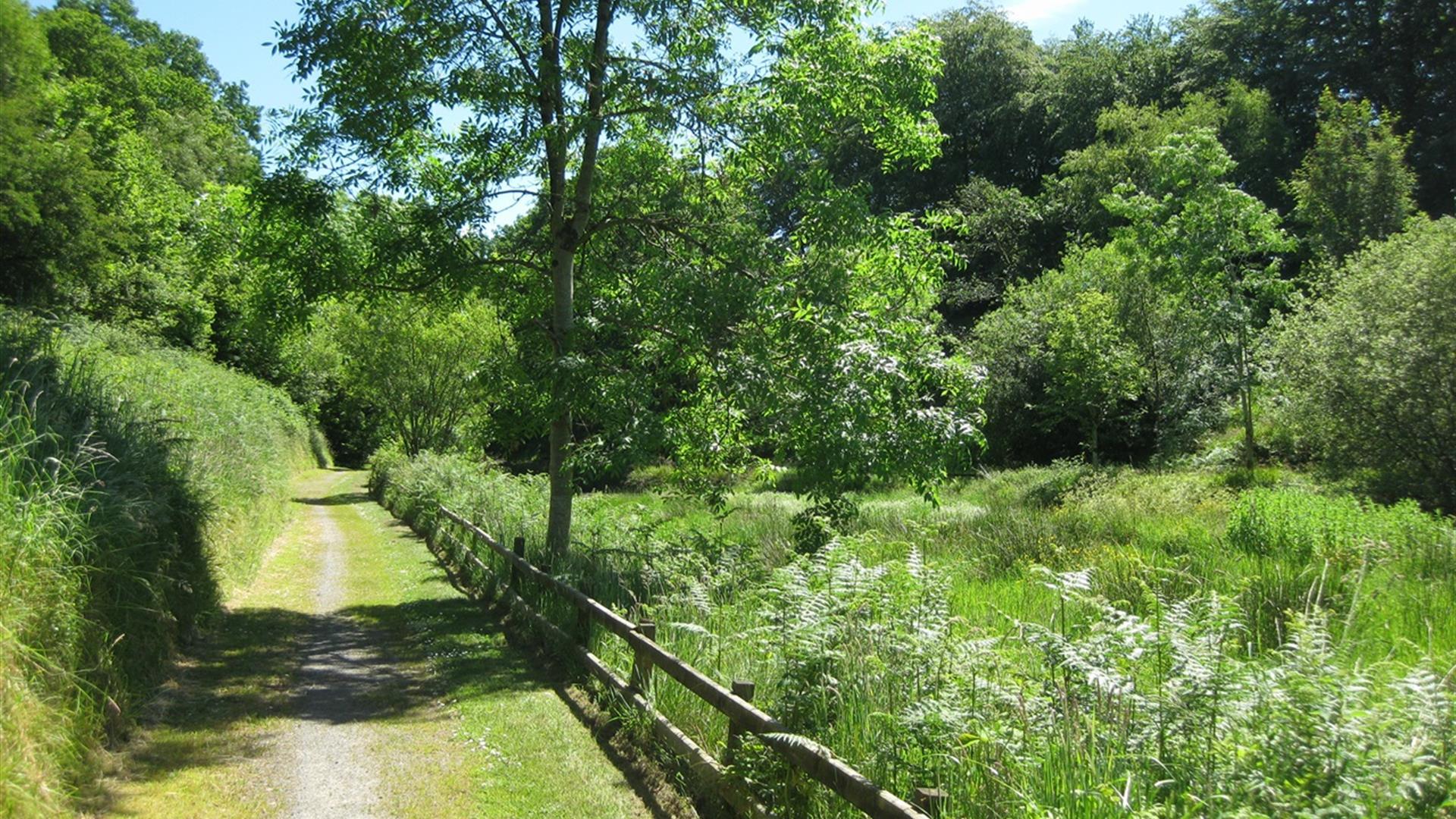 Glenmore Scenic Walk