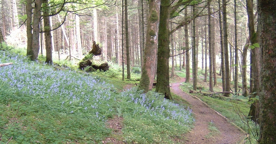 Gortin Glen Forest Park Omagh Discover Northern Ireland