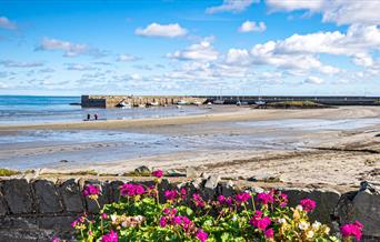 A photo of Ballywalter harbour on a bright day with pink flowers to the forefront of the image