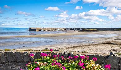 A photo of Ballywalter harbour on a bright day with pink flowers to the forefront of the image