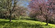 Cherry blossom avenue