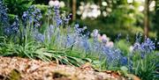 bluebells in a garden