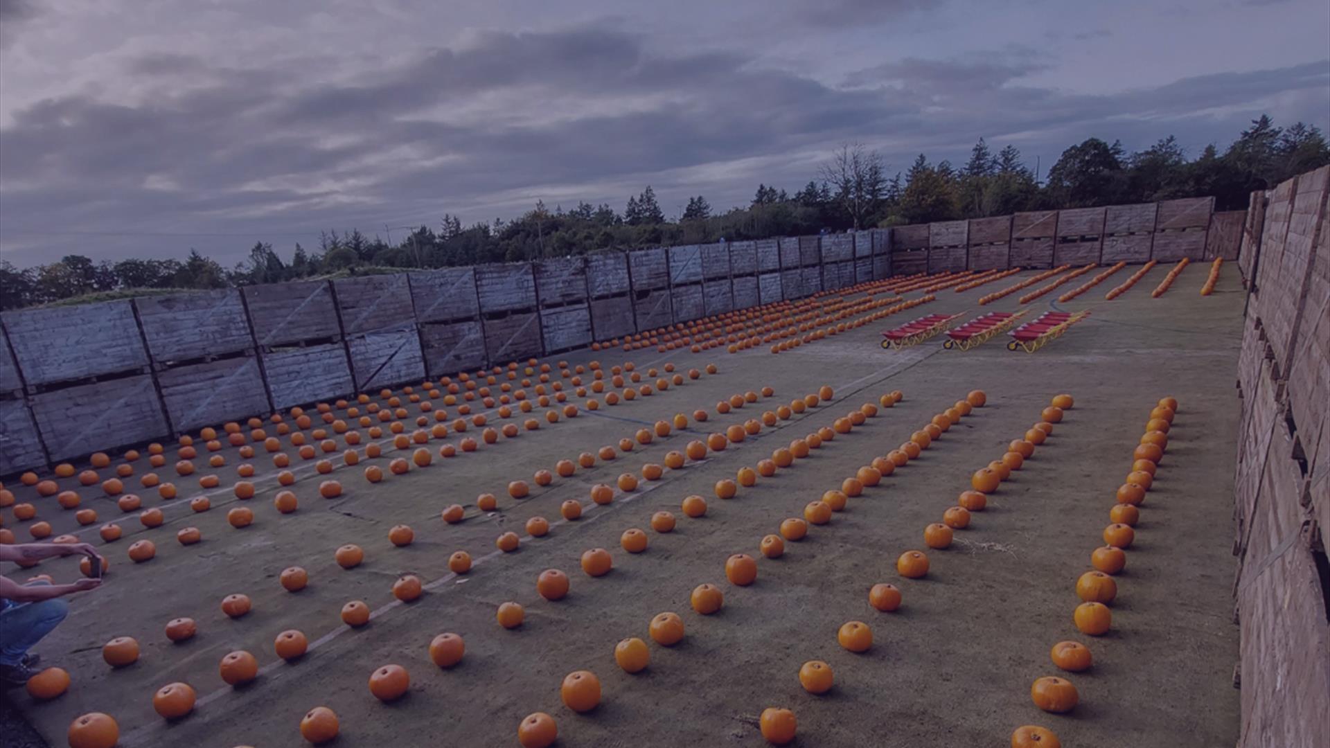 Rosepark Pumpkin Patch Rosepark Pumpkin Patch