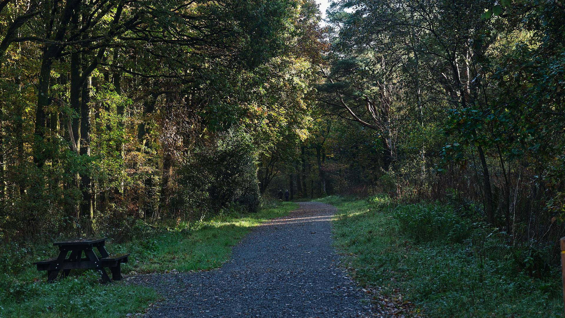 Derrynoyd Wood Trail