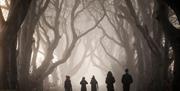 Group walks through The Dark Hedges on a misty morning, which makes for a beautiful image