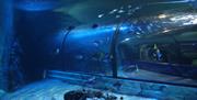 View of underwater tank to tunnel