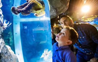a boy and his dad looking at a sea creature in the tank