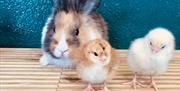 Image shows a bunny rabbit and 2 chicks