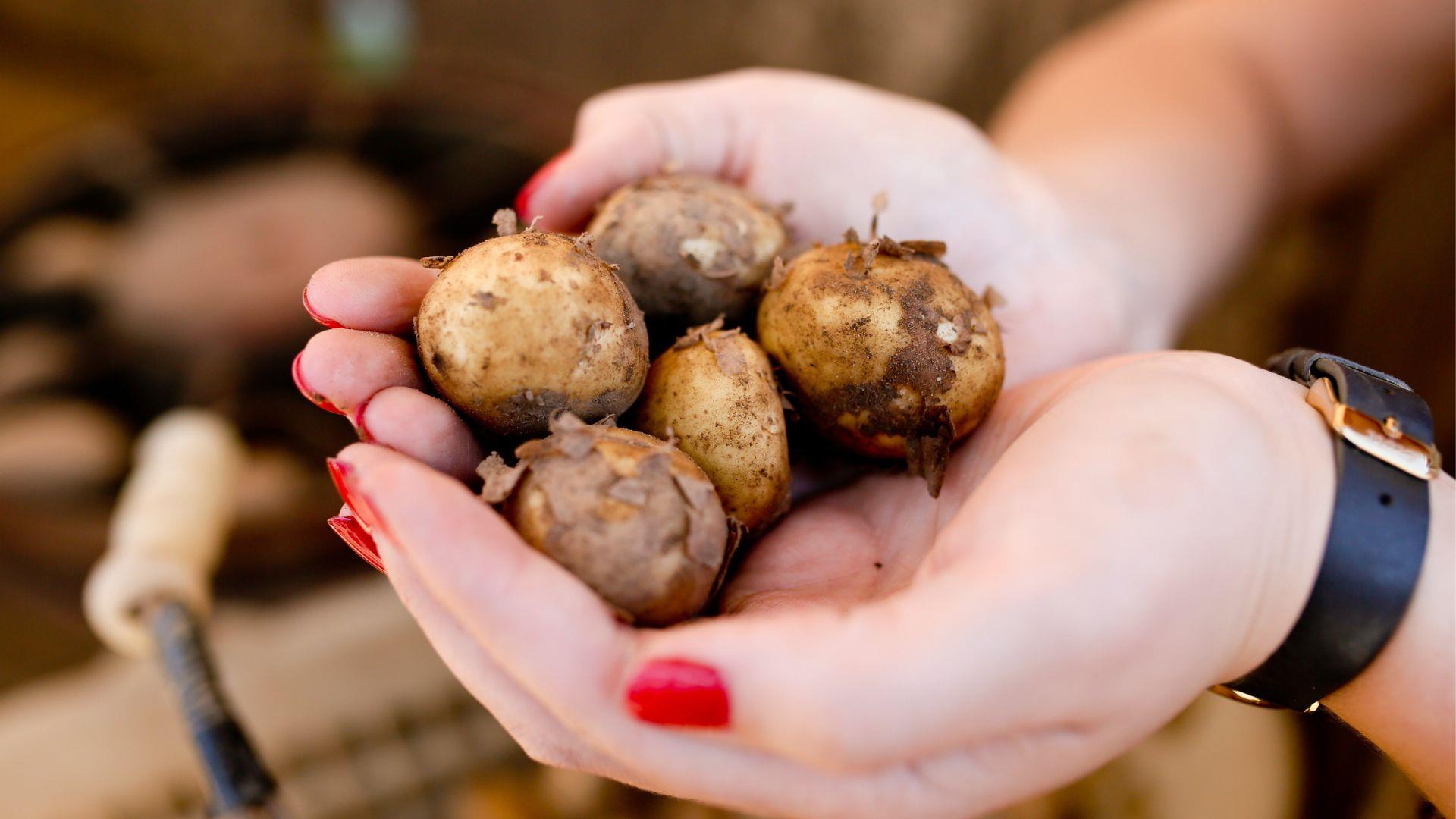 Hands holding Comber Early potatoes