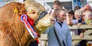 Award wining livestock