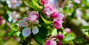 Bramley apple blossom