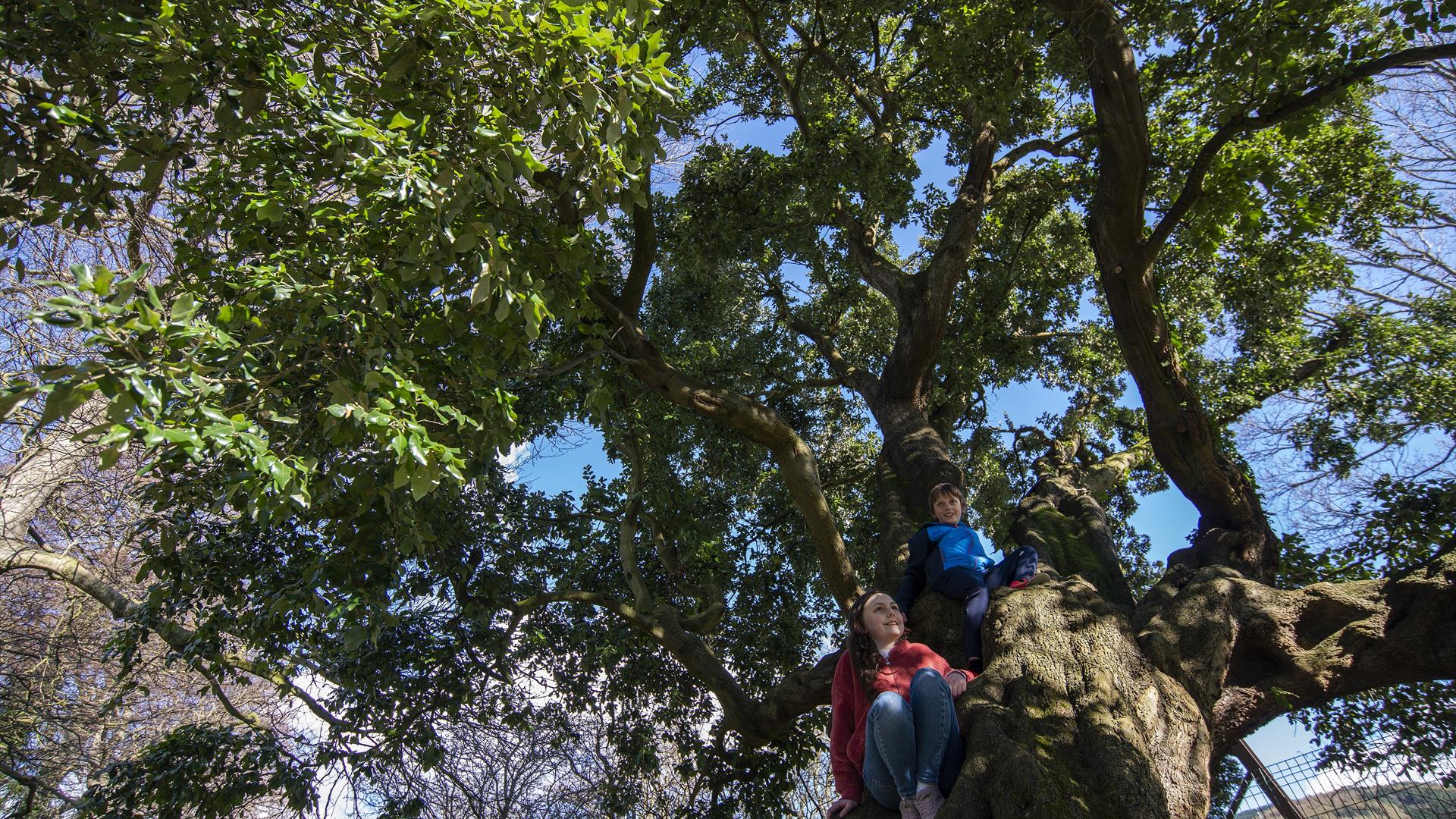 Children climbing on old homer, on the Tree Trail in Kilbroney Park