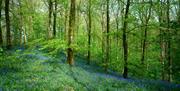 Bluebells covering the ground in the forest