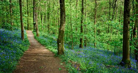 Path through the forest with green trees and loads of bluebells