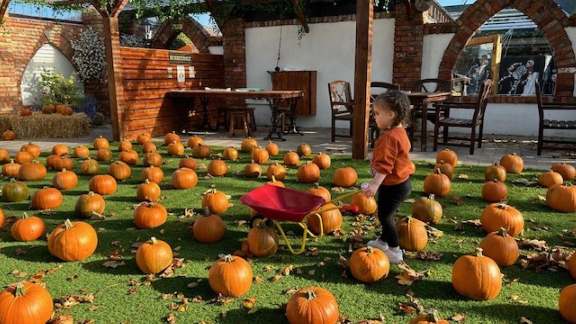 Pumpkin Patch Pumpkin Patch